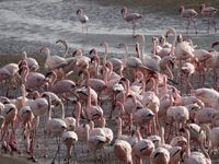 FlamingoGruppe
