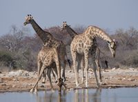 Giraffengruppe